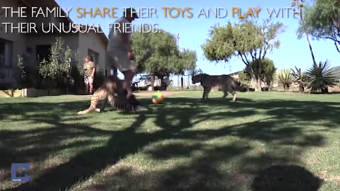 Unbelievable! Bonding between cheetah and kids