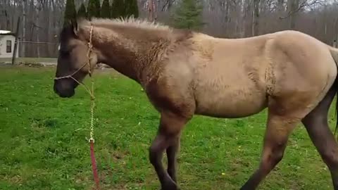 Collab copyright protection - horse on rope obeys voice commands