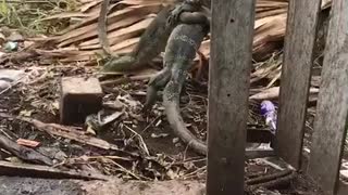 Lizard Battling Behind Fence