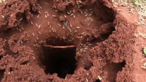 Termites build thier house