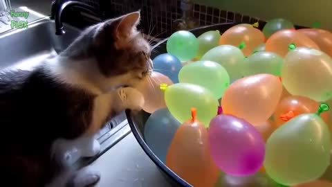 cats against balloon