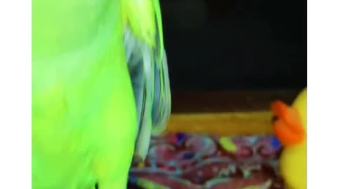 So Funny Green Ringneck Talking Parrots Dance on Songs