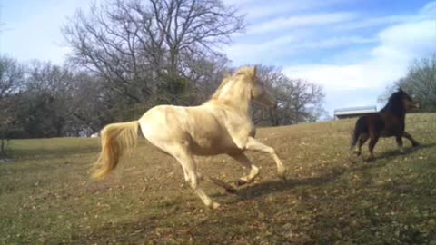 Dancing Horses!