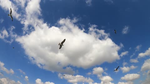 A group of seagulls in a wonderful and beautiful view in the clear blue sky