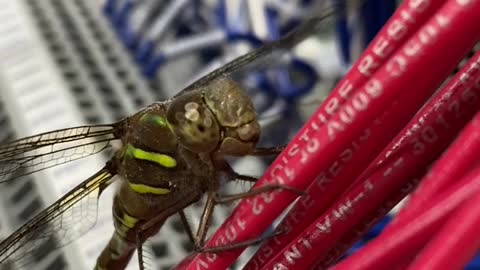 Dragonfly on PLC wires