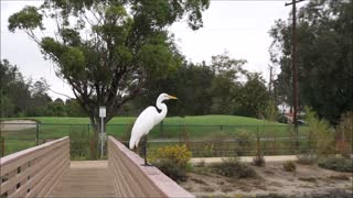 Giant German Shepherd Dog Scares Great White Heron