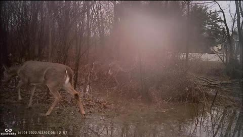 Backyard Trail Cam - Deer in Rain