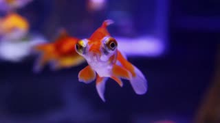 Golden Secrets: 7 Unusual Goldfish Facts