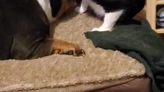 English Bulldog Lillie playing keep away with kitty's foot