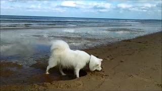 Skys First Time at the Beach