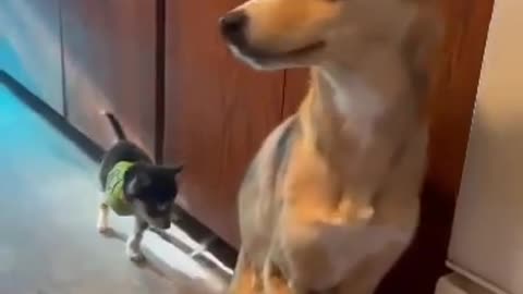 Amputee Puppy Learns to Walk From His Big Brother