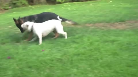 Big Dogs Playing Rough Training Video-Cutest Couple!