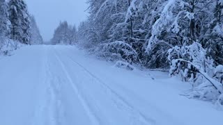 Winter bird hunting in Sweden.