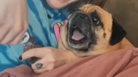 Cute funny dog dramatic