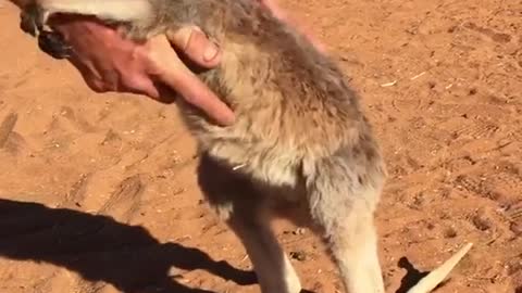 Adorable baby kangaroo giving hugs