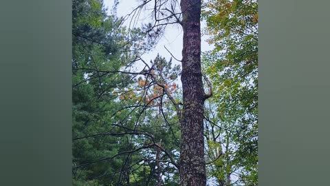 Dead oak pure michigan