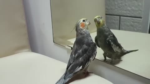 Trainning parrot