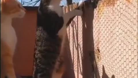 Two cats watching neighbor's fight