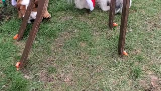 The Christmas Charlie's Angles dogs