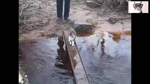 Vídeos graciosos de gatos...... gatos al agua!!!!