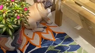 French Bulldog searches for the best spot for sunbathing