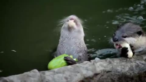 otter of the amazon