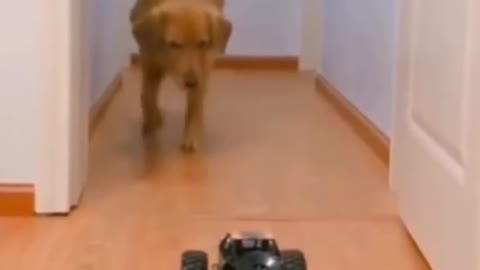 Funny dog video /labradog reaction