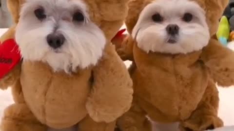 Dogs in Teddy Bears Consume will make you laugh