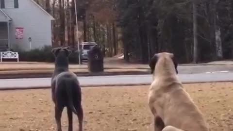 Dogs take neighborhood watch duties to heart