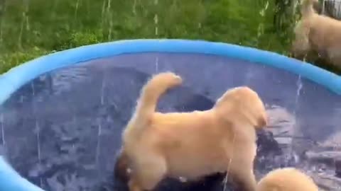 Puppies Play with Sprinkler Pool!