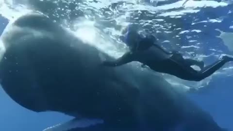 This intelligent Sperm Whale approaching snorkelers to remove the hook from the mouth