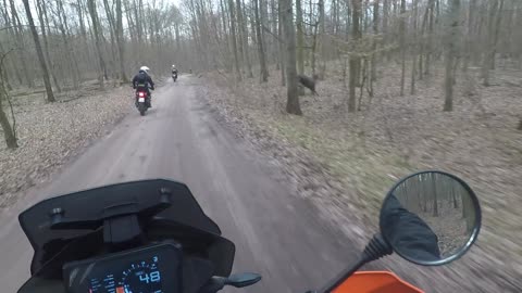 Running Deer Misses Motorcycle Rider by Inches