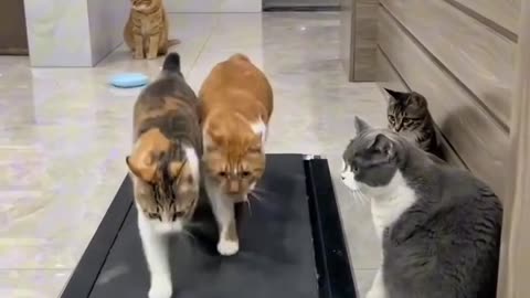 Funny and Cute Cats Videos #177