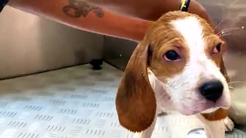 Beagle puppy 's First Bath Reactions & Experience - Champ the Mr Cute Beagle
