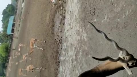 Beautiful Deer fight scene