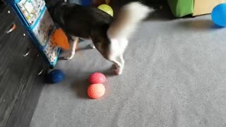 Purebred husky is played with balls