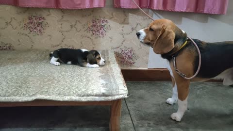 0:07 / 0:54 Deep conversation between father & daughter | Leo & Lilly |Leo The Beagle