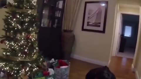 A man surprises a woman with a dog