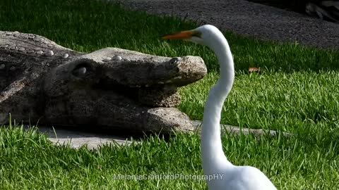 Stoned Gator vs Heron