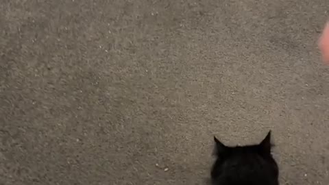 This Cat Loves To Fetch!
