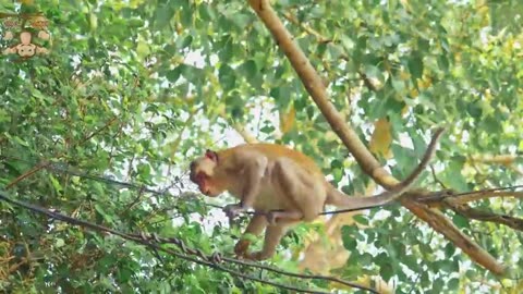 Animal Footage - Monkeys Beautiful Scenes Episode _ Viral Monkey