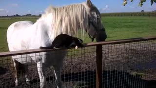 Horse And Cat Best Friends Is The Best Thing You'll See All Day
