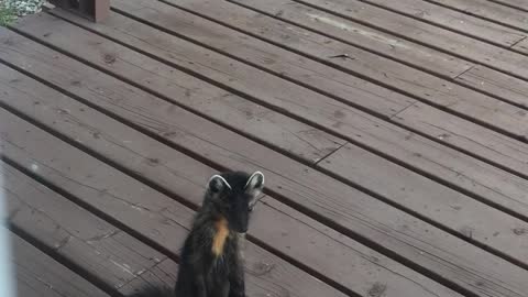 Cute Little Marten Liked the Smell of my Dinner