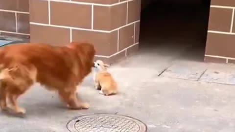 Best Funny Animal Videos 2022