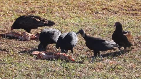 Vultures Eating