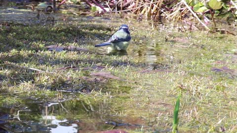 Diamond Firetail Bird Taking a Bath In Spotted Water In Grass Field