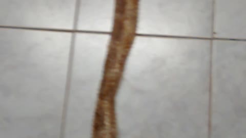 Giant Wild 8'2" Rat Snake Skin Shed