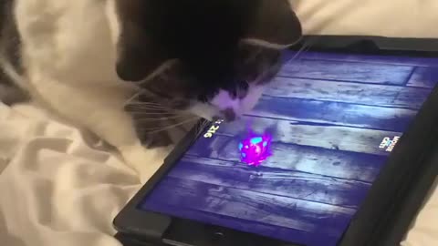 Black white cat playing rat game on ipad