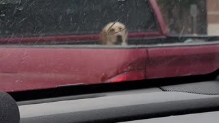 Poor Puppy In The Pouring Rain