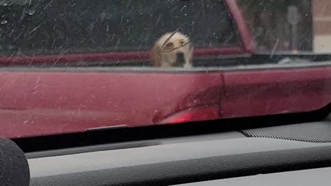 Poor Puppy In The Pouring Rain